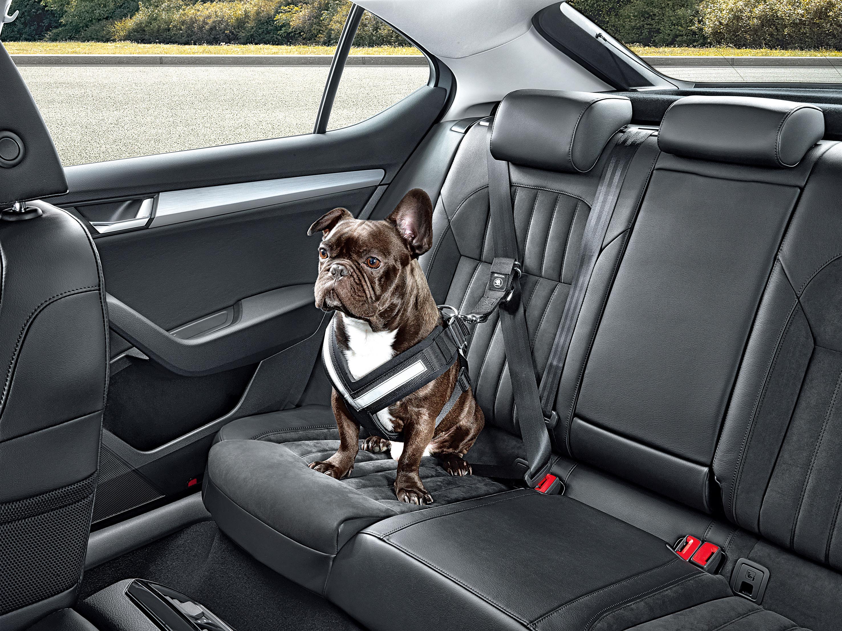 Wild thing: keeping your pet safe when travelling by car