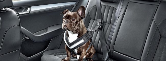 How to restrain a dog in a car, according to the Highway Code