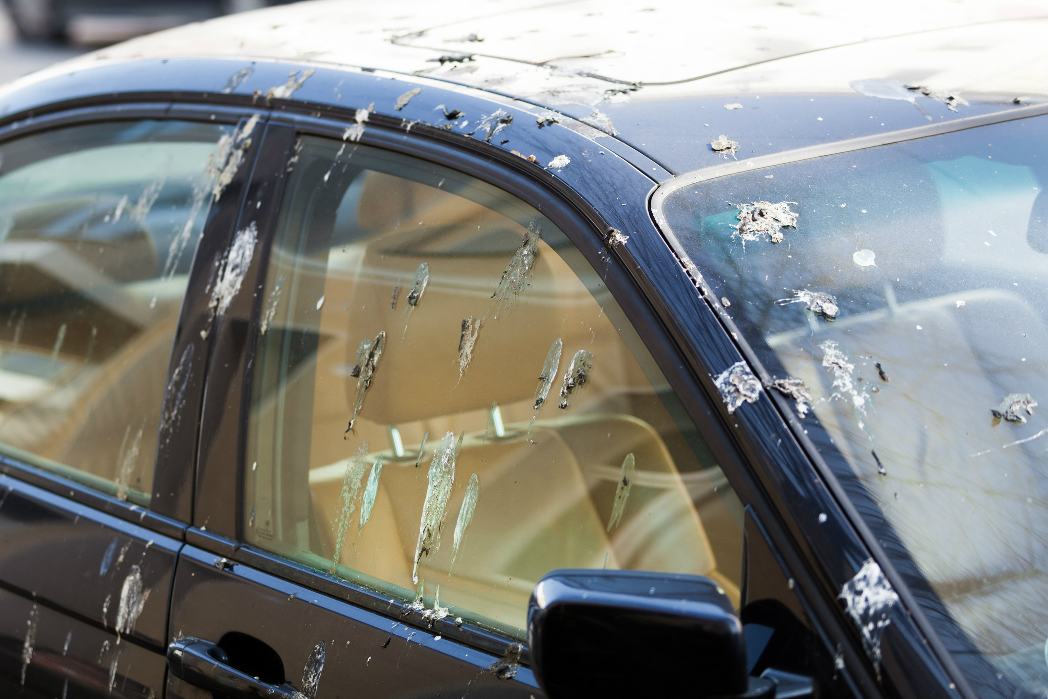 Which country considers it lucky to have bird droppings on a car?