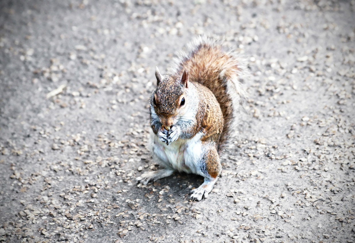 When a squirrel runs in front of your car what should you do?