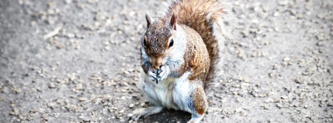 When a squirrel runs in front of your car what should you do?