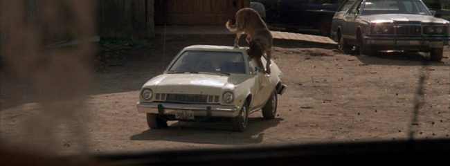 In which car do the main characters of Cujo seek shelter from their pet dog?