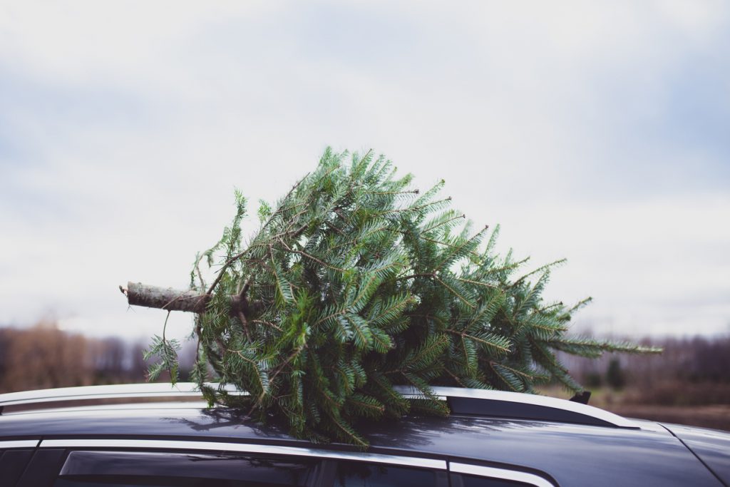 carrying a christmas tree