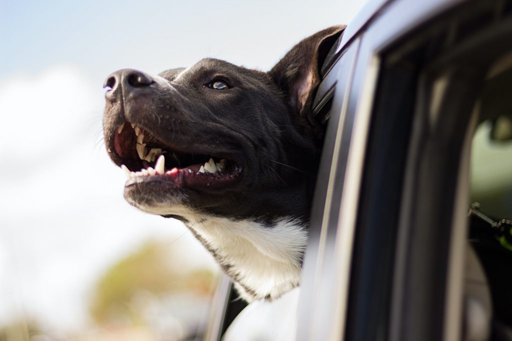 dog leaning out of car window