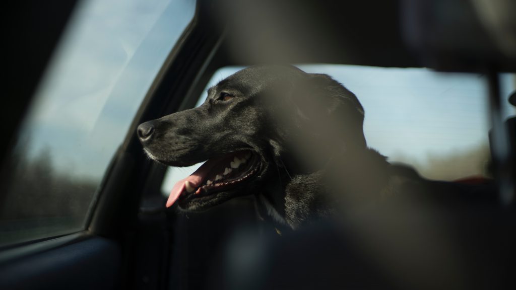 young, black lab cross looking out of the closed window of a car with its mouth open in a smile and the sun shining on its nose