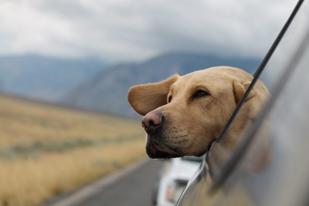 lab with its head out of a car window. mountains in background.